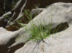 San Simeon baccharis, Fort Hunter Liggett, 7 July 2004. Photograph © Laura Eliassen. San Simeon baccharis, Fort Hunter Liggett, 7 July 2004. Photograph © Laura Eliassen.